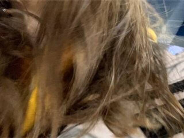 Snímky obrazovky vysielania Eliness