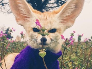 Erotický videohovor Anecka31