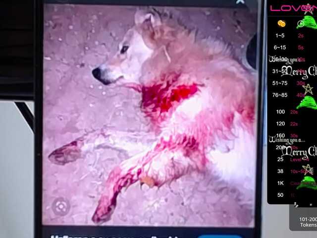 Snímky obrazovky vysielania sofiaclaus