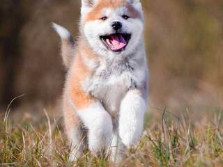 Erotický videohovor Val309a